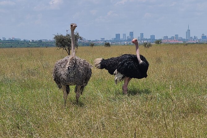 Nairobi national park half day tour - Price and What You Actually Get for $70