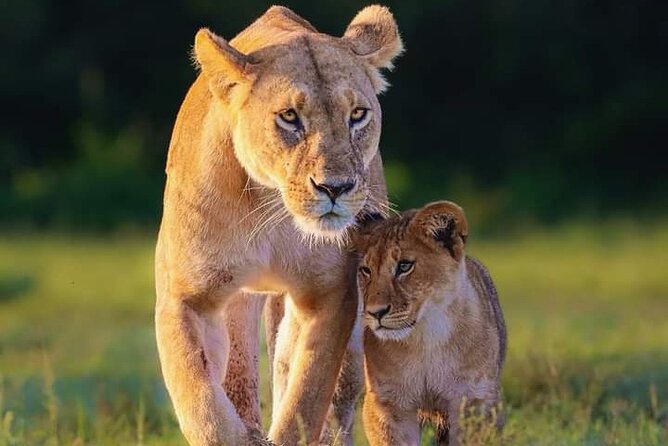 Nairobi national park half day tour - Timing, Getting There, and How Long 5 to 6 Hours Really Is