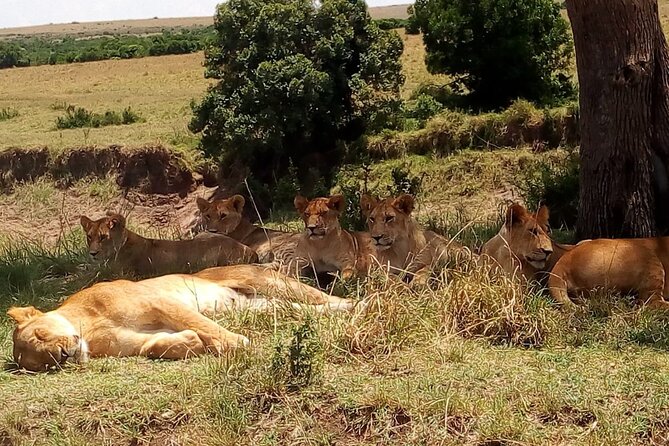 Nairobi National Park Half-Day Tour; Free Wi-Fi connection - Nairobi National Park Game Drive, 4 to 5 Hours of Animal Time