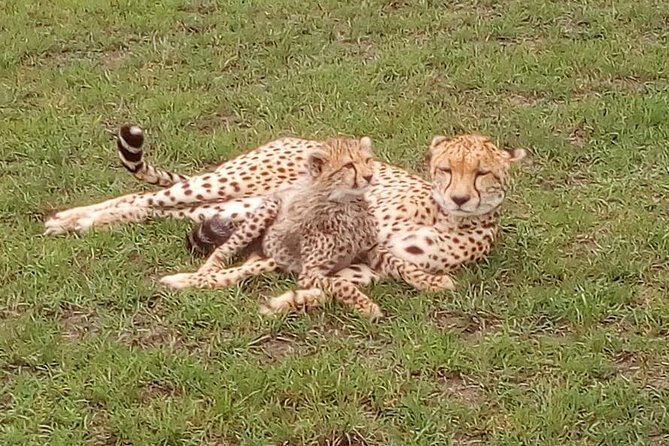 Nairobi National Park Half-Day Tour; Free Wi-Fi connection - What You Might See: Lions, Rhinos, Giraffes, Leopards, and Birds