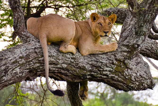 Nairobi National Park half-Day Tour; Free wifi Connection - Price and what it really includes, plus the 43 USD entrance fee