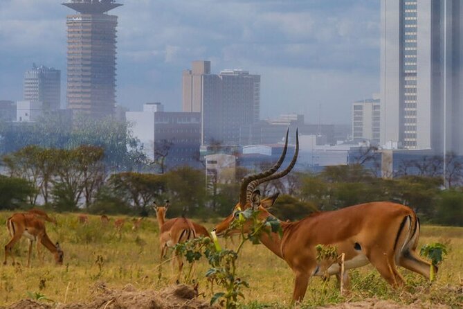 Nairobi National Park half-Day Tour; Free wifi Connection - Why the 400-plus birds are more than a bonus