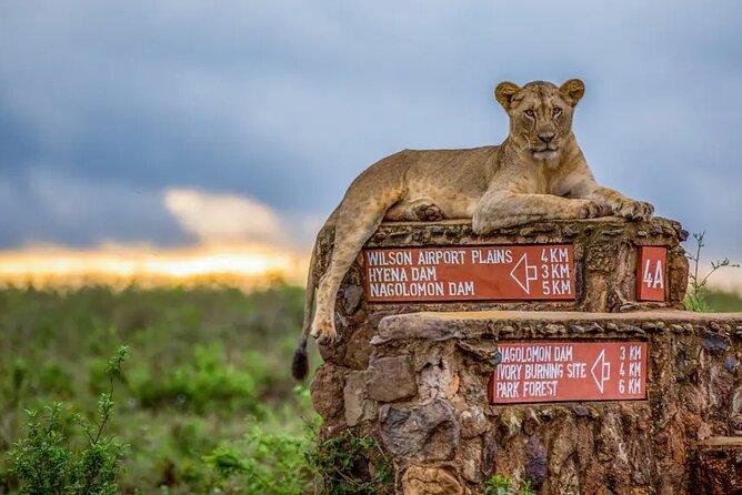 Nairobi National Park half-Day Tour; Free wifi Connection - Guides like George and Moses, and what good guiding does for sightings