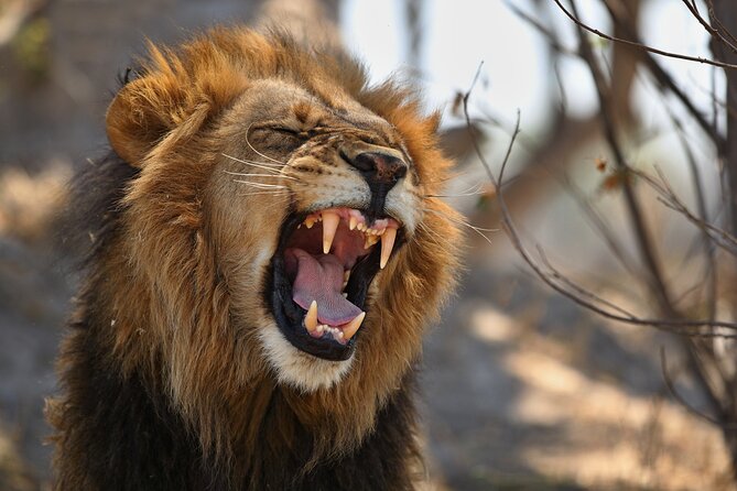 Nairobi National Park half-Day Tour; Free wifi Connection - Comfort details that affect your day, from restrooms to WiFi