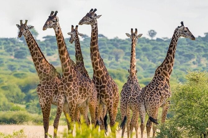 Nairobi National Park half-Day Tour; Free wifi Connection - Who this tour fits best, and who might want to pick something else