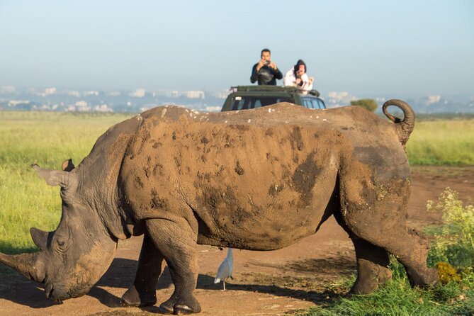 Nairobi National Park Half Day Tour with Landcruiser with Pickup - Nairobi National Park half-day: why this timing is smart