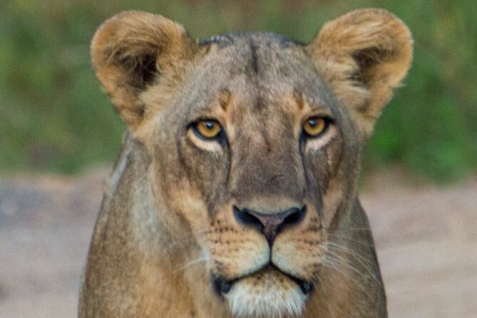 Nairobi National Park Half Day Tour with Landcruiser with Pickup - Big Four chances, plus why rhino sightings feel special here