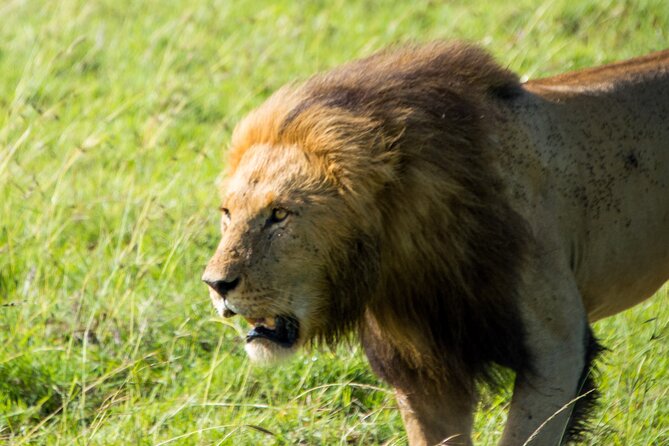 Nairobi National Park Half Day Tour with Landcruiser with Pickup - Wildlife spotting and photography: how guides help you get the shot
