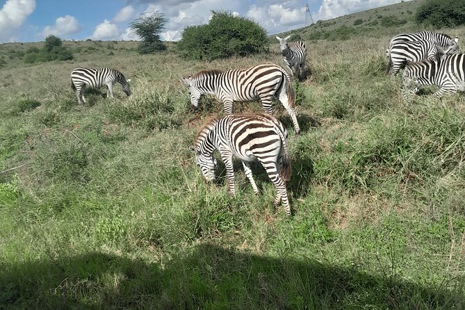 Nairobi National Park Half Day with Pickup - Key things to know before you go