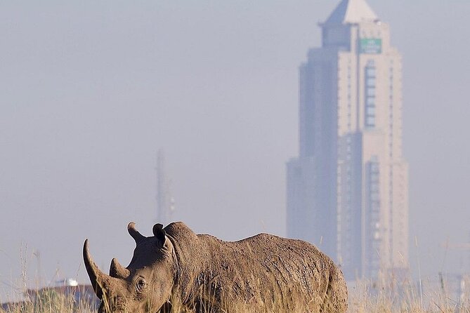 Nairobi National Park Half Day with Pickup - Wildlife highlights: big five chances, black rhinos, and bird life