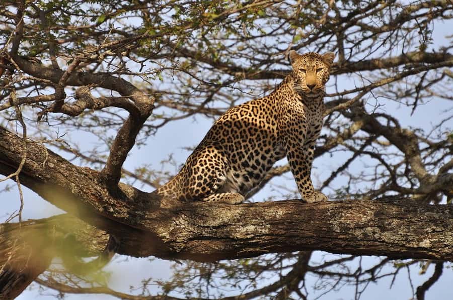 Nairobi National Park Morning Game Drive With Free Pickup - The pickup ride you’ll actually feel: open-roof van, early start, real views