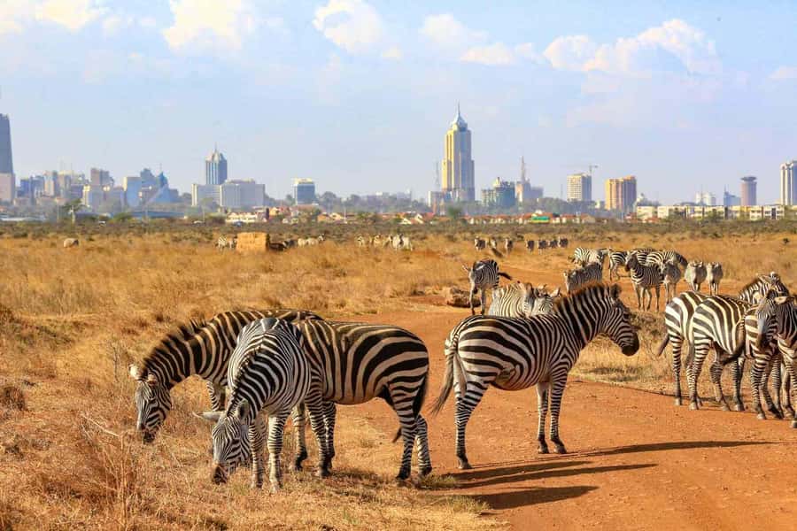 Nairobi National Park Morning Game Drive With Free Pickup - Lions, leopards, rhinos, and the rest: how to look during stops