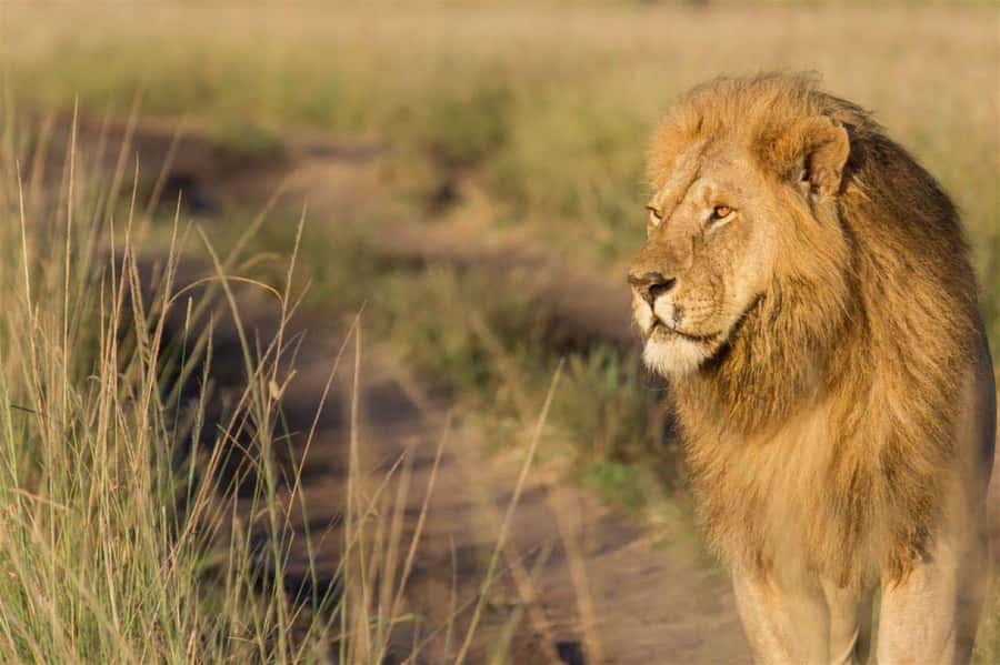 Nairobi National Park Morning Game Drive With Free Pickup - Price and value: $25 for a real safari circuit, and what might cost extra