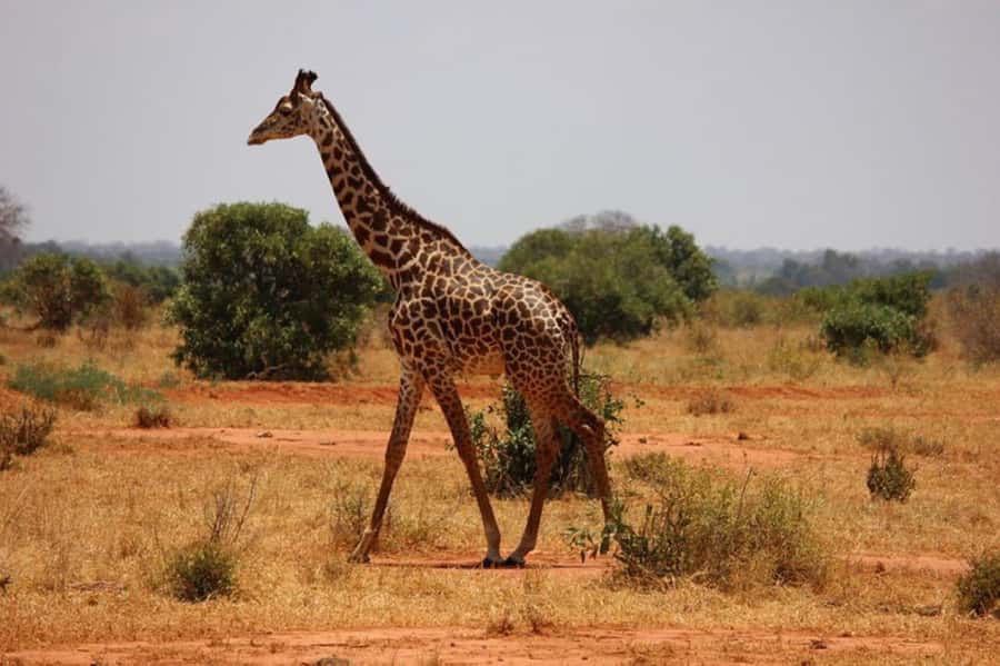 Nairobi National Park Morning Game Drive With Free Pickup - Guide quality matters: what Watson and James reveal about the experience