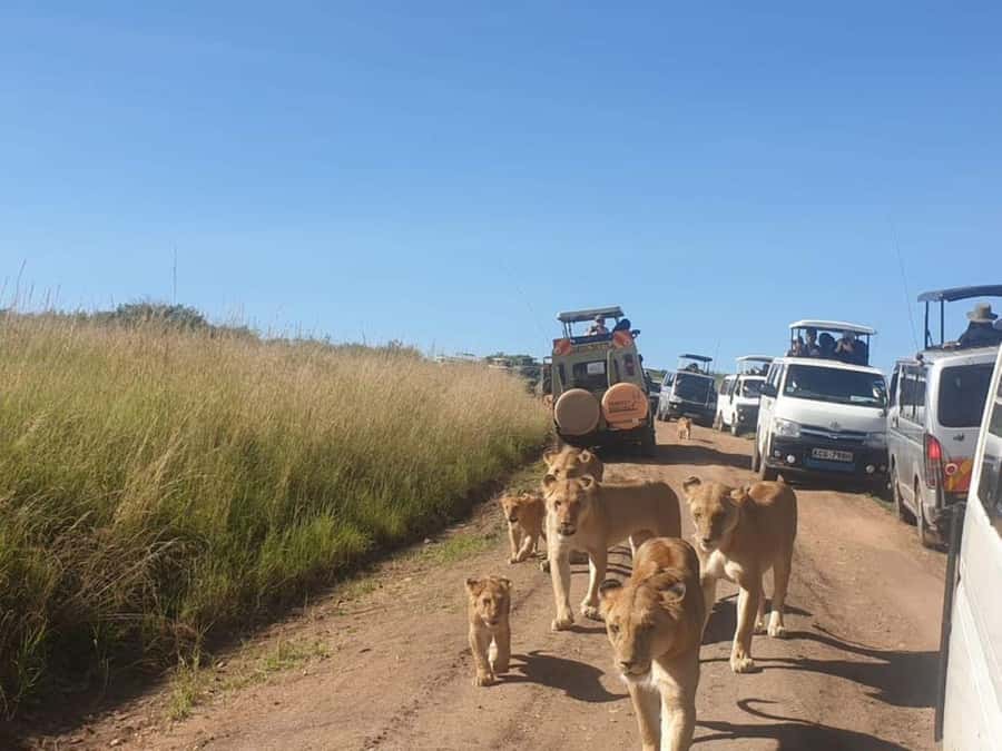 Nairobi National Park Morning Game Drive With Free Pickup - Who this Nairobi morning game drive is for