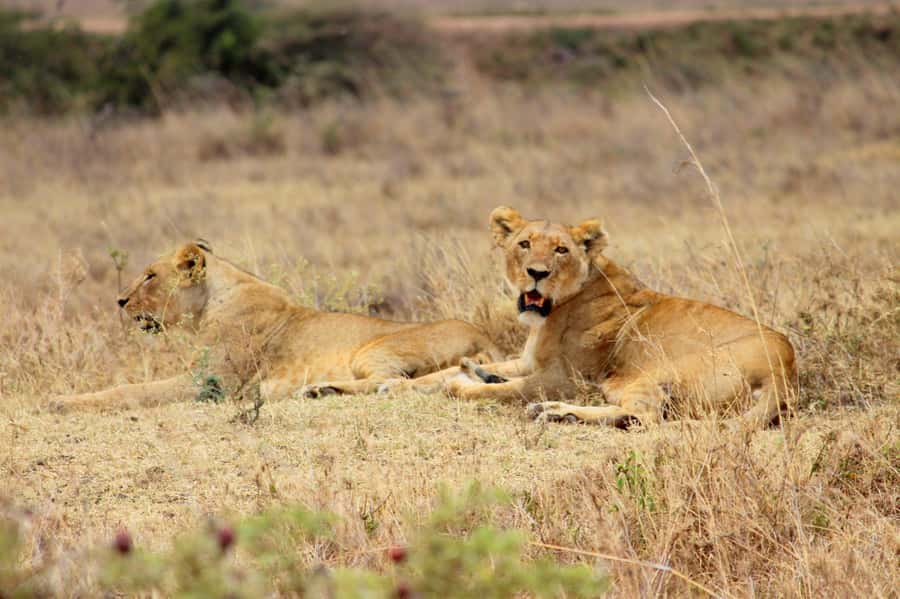 Nairobi National Park Morning Game Drive With Free Pickup - Should you book this Nairobi National Park morning game drive?