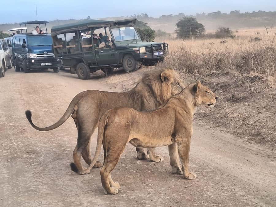Nairobi National Park Morning Or Evening Game Drive Tour - Nairobi National Park, 6 miles from Nairobi: why this safari is different