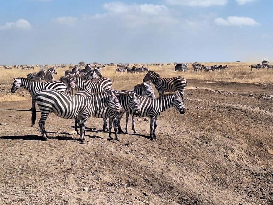 Nairobi National Park Morning Or Evening Game Drive Tour - Riding in an open-roof vehicle: the comfort trade-off and why it is worth it