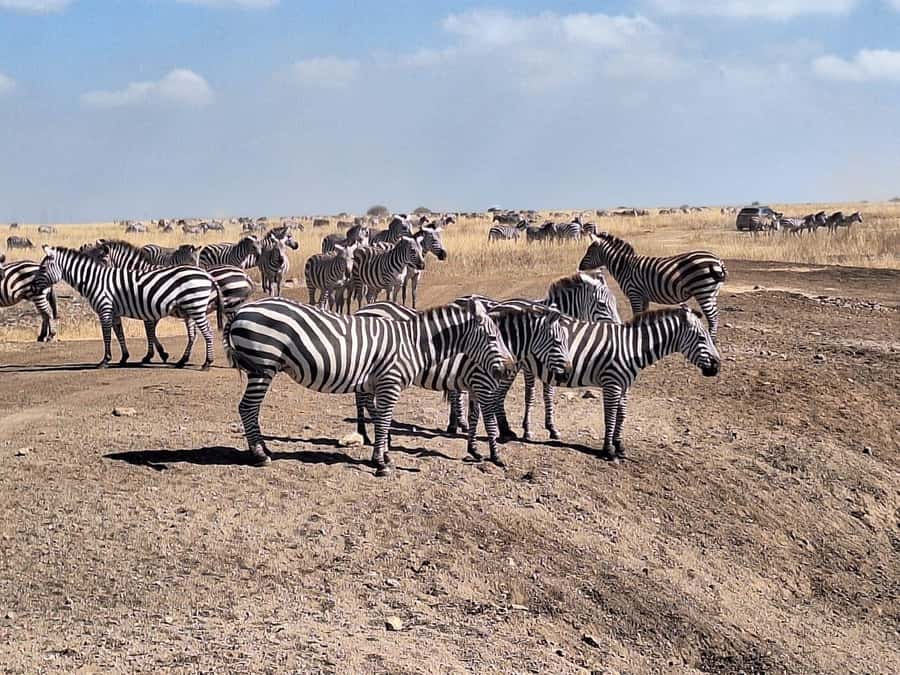Nairobi National Park Morning Or Evening Game Drive Tour - Wildlife highlights: what you might see in Nairobi National Park