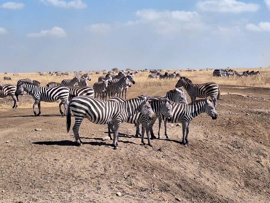 Nairobi National Park Morning Or Evening Game Drive Tour - Tips to make the most of your morning or evening drive