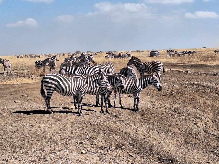 Nairobi National Park Morning Or Evening Game Drive Tour - The 5-hour morning or evening drive: how the timing really shapes your day