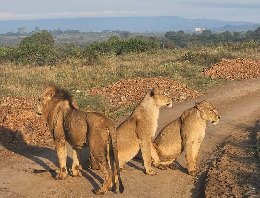 Nairobi: National Park & Optional Elephants & Giraffe Center - Giraffe Center: hand-feeding a busy attraction that still feels fun