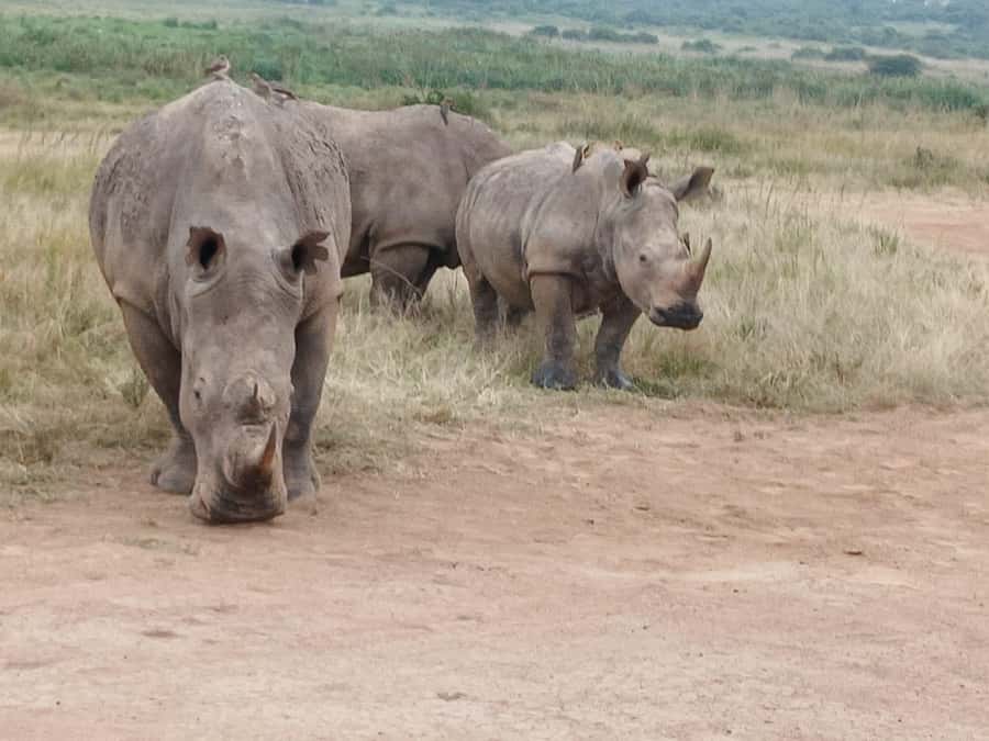 Nairobi: National Park & Optional Elephants & Giraffe Center - Lunch, toilets, and the small timing tricks that keep the day smooth