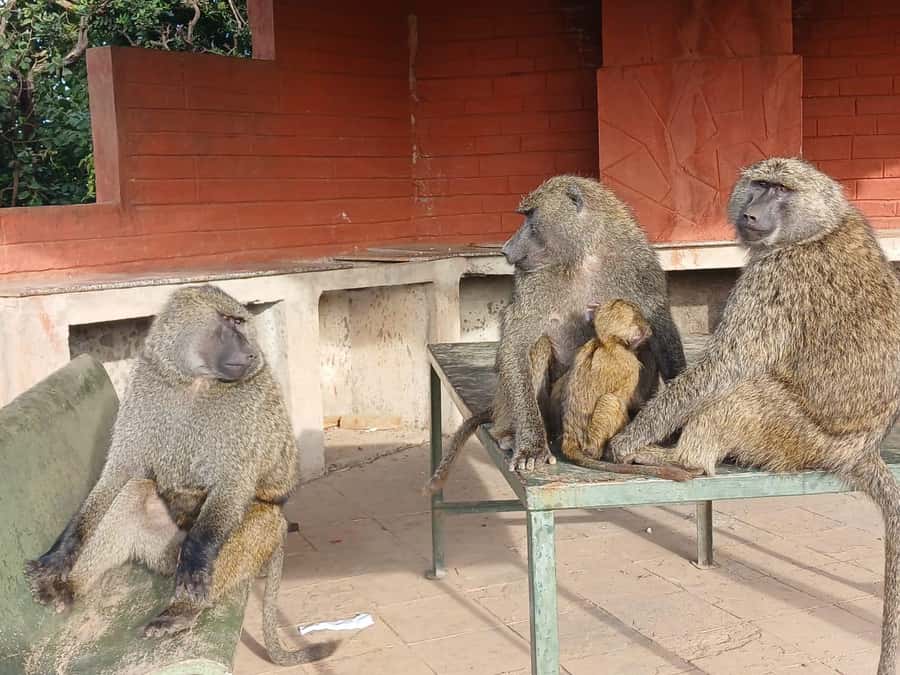 Nairobi: National Park & Optional Elephants & Giraffe Center - Who should book this Nairobi National Park day trip, and who should skip it