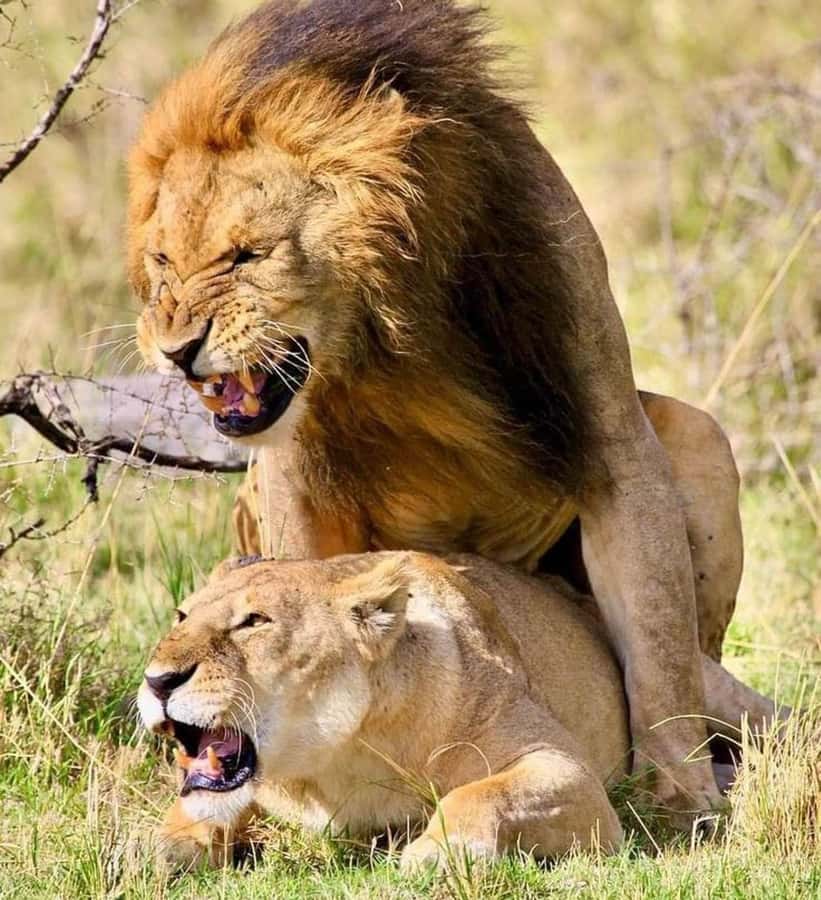 Nairobi: National Park & Optional Elephants & Giraffe Center - The 4-hour Nairobi National Park game drive, close to the city and full of action