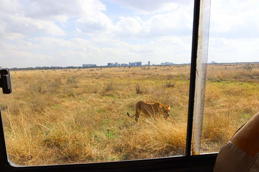 Nairobi National Park, Orphanage, Giraffe & Beads Tour - Key highlights you should know