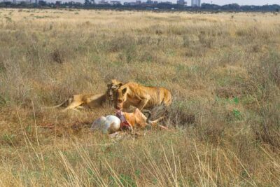 Nairobi National Park, Orphanage, Giraffe & Beads Tour