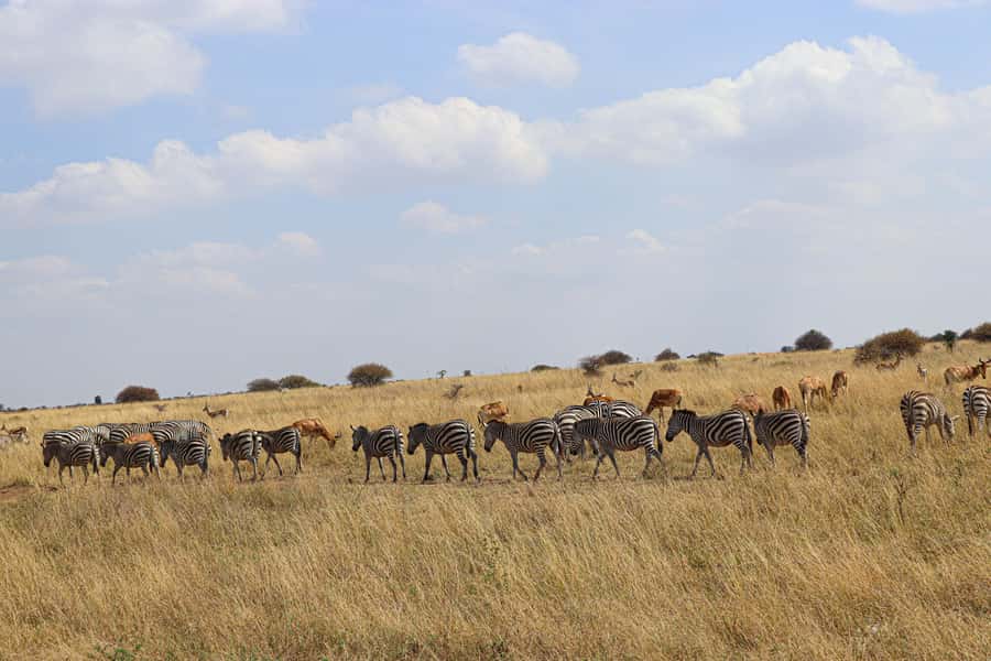 Nairobi National Park, Orphanage, Giraffe & Beads Tour - Who this tour suits best (and who should think twice)