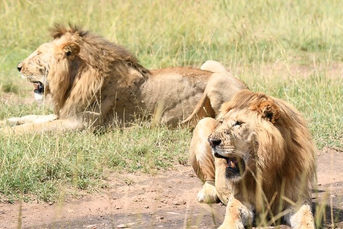 Nairobi National park private day tour - Pickup, transport, and the pop-up roof that makes the drive easier