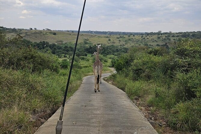 Nairobi National Park Private Half Day Tour with Pick up - Key Points You Will Care About