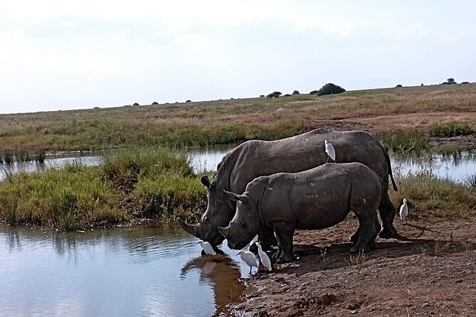 Nairobi National Park Private Half Day Tour with Pick up - Price and Value: What the $100 Covers, and What Costs Extra