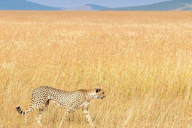 Nairobi National Park Private Half Day Tour with Pick up - Bird Watching Without Extra Effort