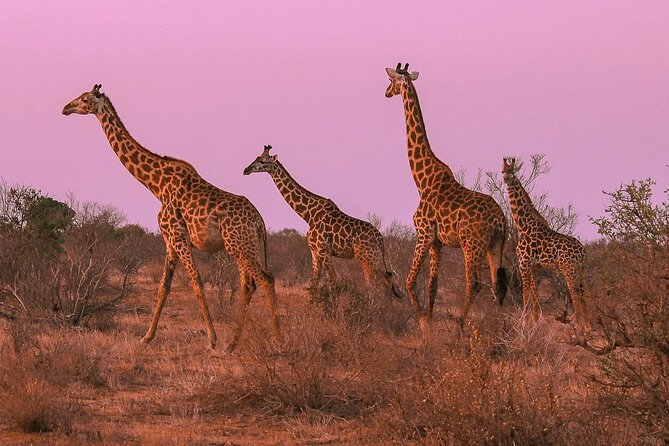 Nairobi National Park Private Half Day Tour with Pick up - Photos, Timing, and How to Get the Shots You Actually Want