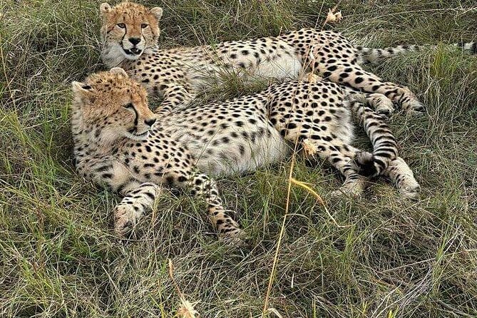 Nairobi National Park Private Half Day Tour with Pick up - Pickup at Best Western Plus Meridian, and How the Half-Day Timeline Works