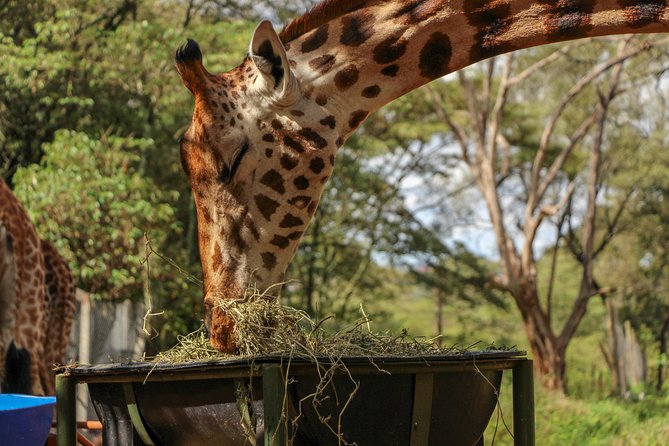 Nairobi National Park Private Safari - A half-day safari that starts with predators and ends with conservation