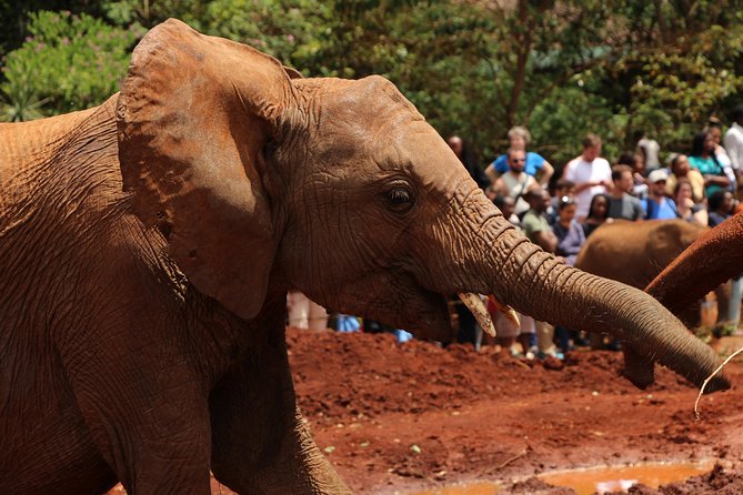 Nairobi National Park Private Safari - Sheldrick Wildlife Trust: baby elephants, and why prior booking matters