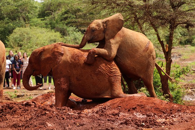 Nairobi National Park Private Safari - Giraffe Centre: Rothschild giraffe conservation in a focused 1 hour