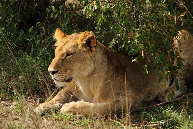 Nairobi National Park Private Safari - Price and value: what the $200 per person covers, and what you still need to pay