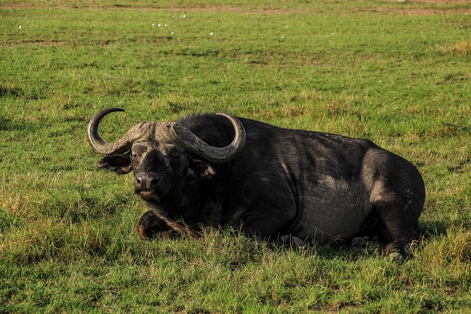 Nairobi National Park Private Safari - Who this Nairobi private safari is best for