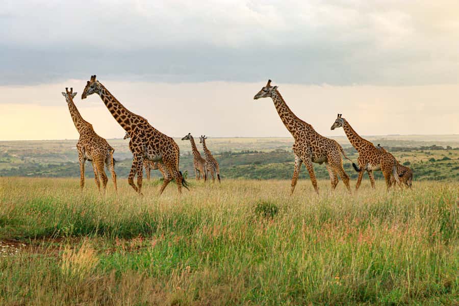 Nairobi: National Park Private Tour in 4X4 Jeep - Key Things That Make This Nairobi Safari Worth Your Time