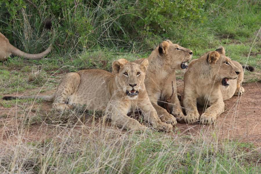 Nairobi: National Park Private Tour in 4X4 Jeep - Nairobi National Park, Right Next to the City