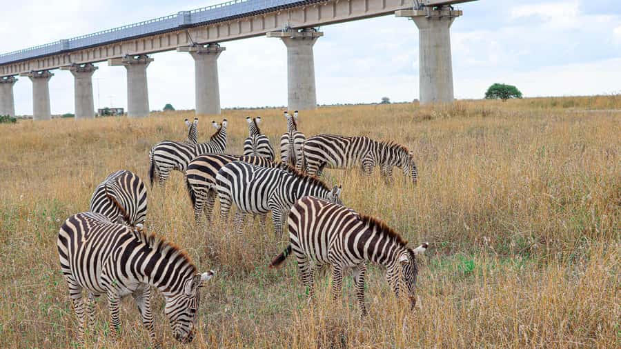 Nairobi: National Park Private Tour in 4X4 Jeep - Hotel Pickup and Getting Oriented Before the Safari