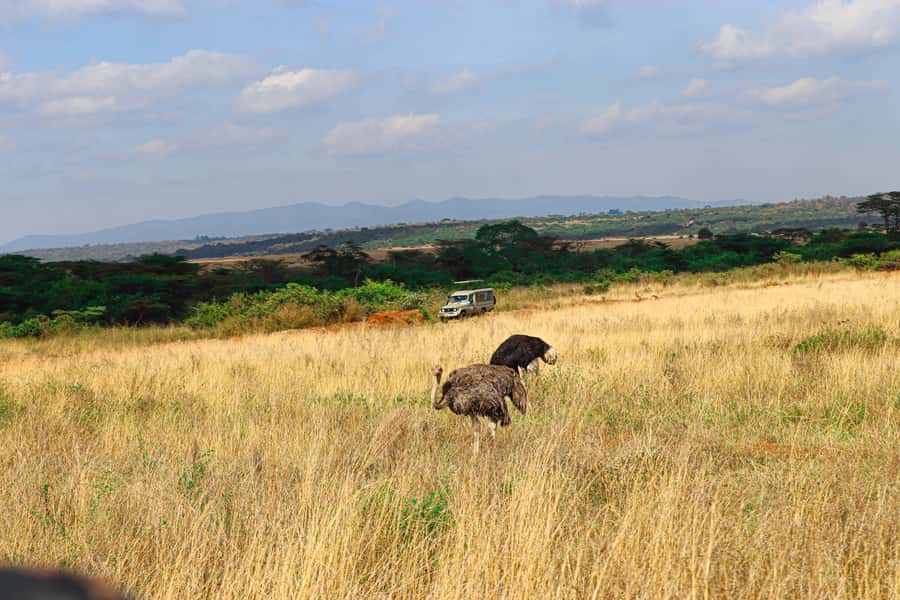 Nairobi: National Park Private Tour in 4X4 Jeep - Lunch in Nairobi: Keep It Simple, Then Back Out