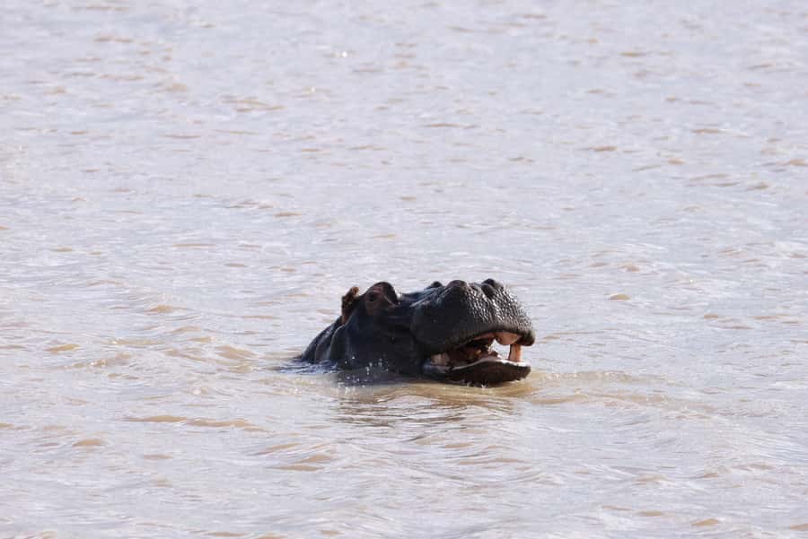 Nairobi: National Park Private Tour in 4X4 Jeep - Giraffe Centre Included: A Gentle Pause with Real Value