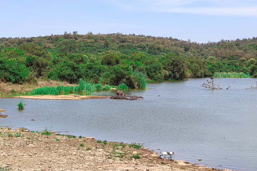 Nairobi: National Park Private Tour in 4X4 Jeep - Who This Safari Tour Suits Best