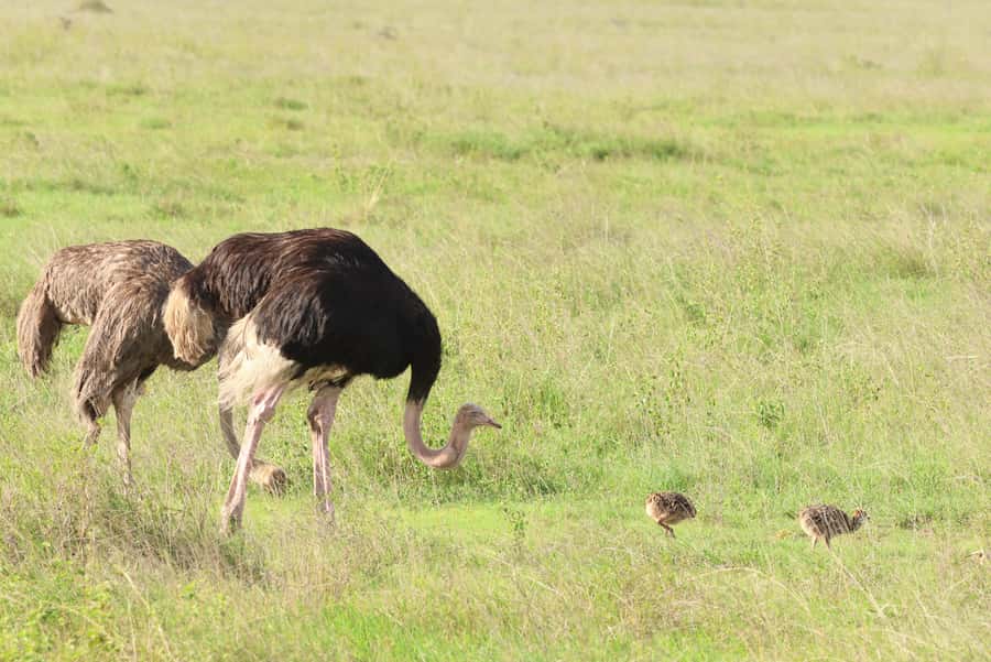 Nairobi: National Park Private Tour in 4X4 Jeep - The Details That Make a Difference During Your Day